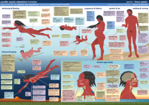 human_aquatic_adaptations